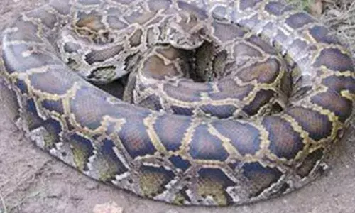 मशीन में फंसे हुए 4 फुट लंबे अजगर को बचाने के लिए, 4 घंटों की चली सर्जरी मशीन में फंसे हुए 4 फुट लंबे अजगर को बचाने के लिए, 4 घंटों की चली सर्जरी