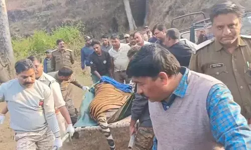 नहीं बचा बांधवगढ़ में पर्यटकों का पसंदीदा बाघ छोटा भीम