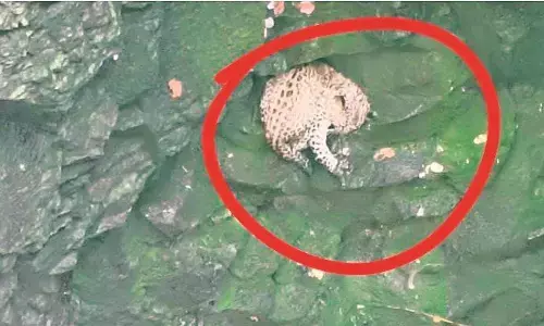 मालधुर में चार महीने का तेंदुआ कुएं में मिला, वनविभाग ने किया रेस्क्यू