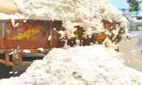 सीसीआई की कपास खरीदी बंद, पसर गए अब निजी खरीदार