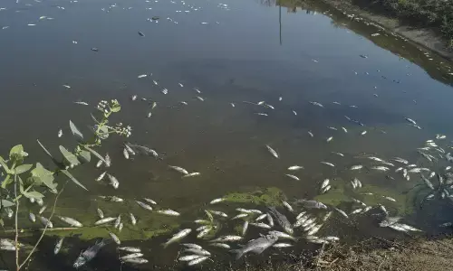 मत्स्य विभाग की नर्सरी के जहरीले पानी में घुट गया मछलियों का दम मत्स्य विभाग की नर्सरी के जहरीले पानी में घुट गया मछलियों का दम