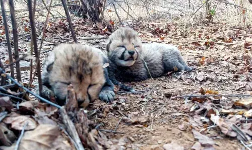 वीरा ने दो नन्हें शावकों को दिया जन्म, सीएम बोले - मध्यप्रदेश की जंगलबुक में...