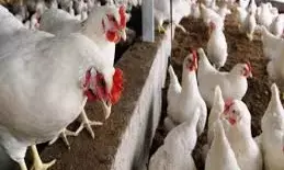 बर्ड फ्लू का खौफ, मांगली का 10 कि.मी. क्षेत्र अलर्ट जोन घोषित