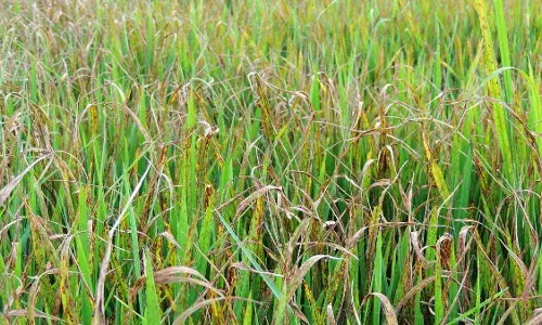 रबी की धान फसल पर विभिन्न कीटों का प्रकोप, फिर संकट में किसान