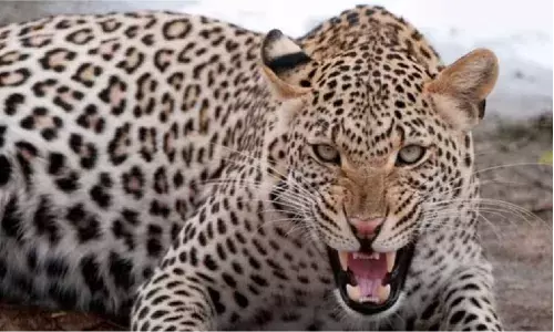 तेंदुए के हमले - युवक का अस्पताल में उपचार जारी, दूसरे मामले में बुजुर्ग महिला की मौत तेंदुए के हमले - युवक का अस्पताल में उपचार जारी, दूसरे मामले में बुजुर्ग महिला की मौत