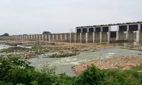 गडचिरोली जिले में सिंचाई के अभाव में कुम्हलाने लगी फसल