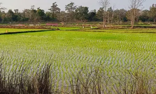 भंडारा जिले में की गई 71 हजार 174 हेक्टेयर में धान की रोपाई