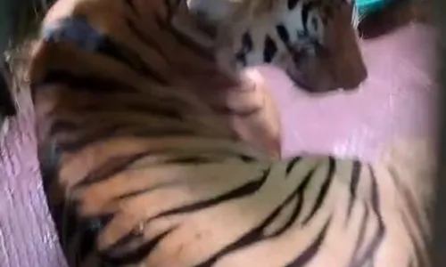 गड़चिरोली में दहशत मचानेवाले सी-18 बाघ को किया कैद