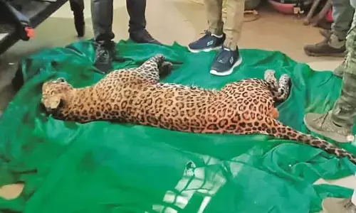 वाहन की चपेट में आए तेंदुए की हुई मौत, महीने भर में दूसरी घटना आई सामने वाहन की चपेट में आए तेंदुए की हुई मौत, महीने भर में दूसरी घटना आई सामने