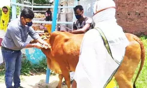 भंडारा जिले में 10 लाख 75 हजार 928 पशुओं को लगाया टीका