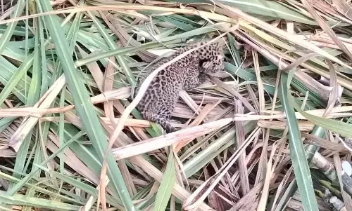 गन्ने के जिस खेत में मिला तेंदुए का नवजात, दस घंटे तक वहीं इंतजार करने के बाद मुंह में उठाकर ले गई मादा तेंदुआ गन्ने के जिस खेत में मिला तेंदुए का नवजात, दस घंटे तक वहीं इंतजार करने के बाद मुंह में उठाकर ले गई मादा तेंदुआ