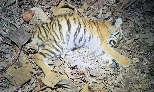 भंडारा के आलेसुर में मिले बाघ के दूसरे शावक ने भी तोड़ा दम