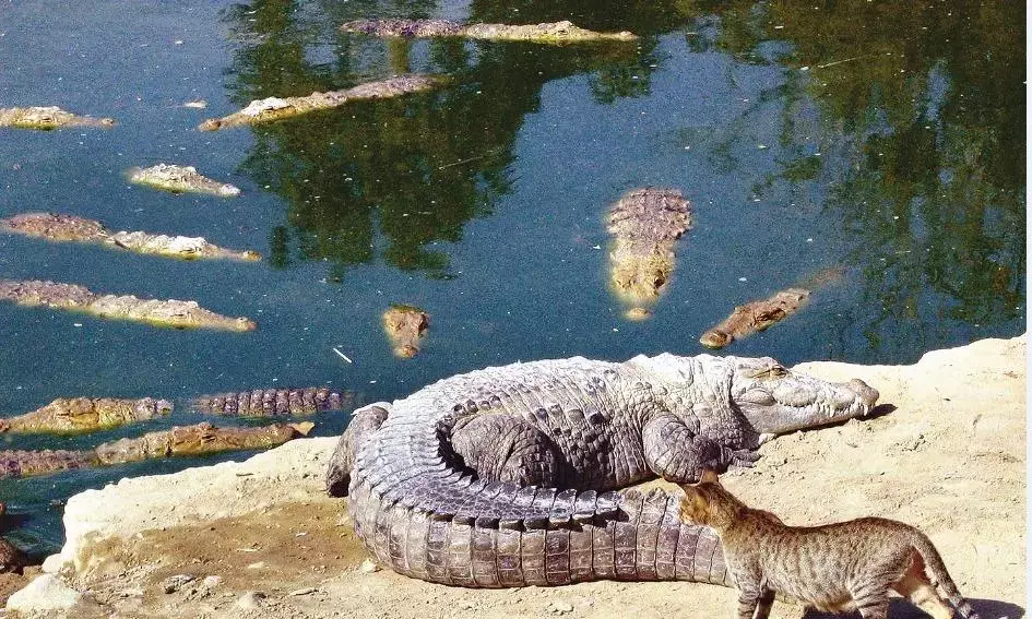गांव के पास मगरमच्छों ने डाला डेरा, दहशत में ग्रामीण