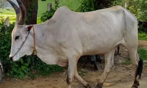 बैल किसी सेलिब्रिटी से कम नहीं, रेस जीत कर मालिक को बनाया करोड़पति, हैलिकॉप्टर के नाम से जाना जाता है बैल