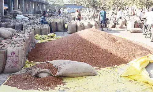 तुअर खरीदी : अमरावती उपज मंडी में महज 700 किसानों ने कराया पंजीयन तुअर खरीदी : अमरावती उपज मंडी में महज 700 किसानों ने कराया पंजीयन