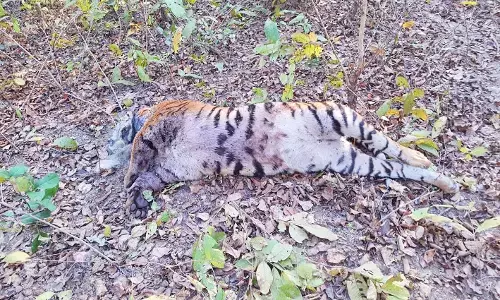 भंडारा के पास नाकाडोंगरी वन परिक्षेत्र में मिला बाघ का शव