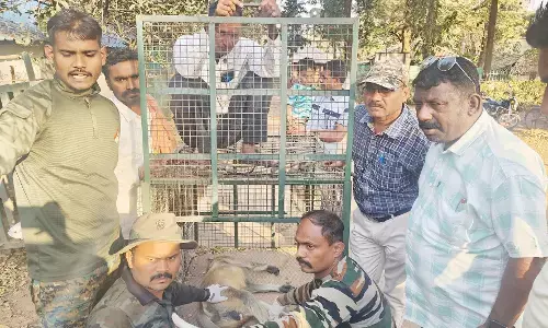 अंतत: पिंजरे में बंद हुआ लोगों को घायल करने वाला बंदर