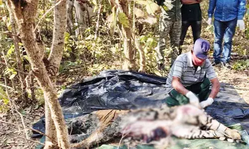 भंडारा के जंगल में मृत मिले बाघ की गर्दन, पीठ व सिर पर मिले गंभीर चोट के निशान