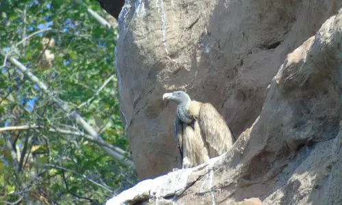 पिछले साल की तुलना में 35 बढ़कर अब जिले में हुए 116 गिद्ध