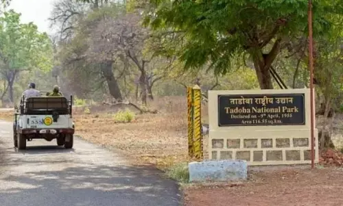 ताड़ोबा अंधारी बाघ परियोजना 5 वर्ष में 15 लाख से अधिक पर्यटकों ने किया दीदार