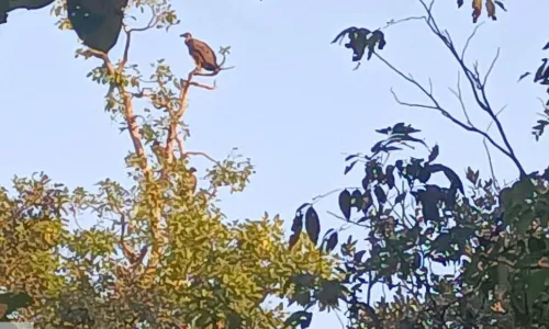 अमरकंटक में नहीं मिले एक भी गिद्ध, बुढ़ार व जैतपुर में मिले 63 गिद्ध