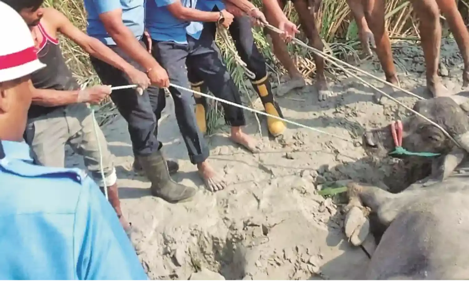 काेराडी पावर प्लांट की राख में 3 दिन फंसे रहे 4 मवेशी, दलदल से निकालने जेसीबी की ली मदद