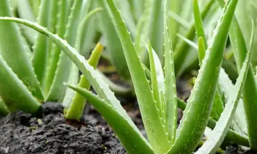 अगर आप भी चाहते हैं ग्लोइंग और सॉफ्ट स्किन, तो एलोवेरा होगा चमतकारी साबित, देखें कैसे करें यूज?