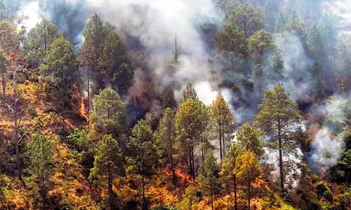 गडचिरोली के जंगल में दावानल को रोकने वनविभाग अलर्ट मोड पर