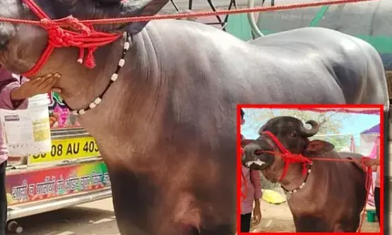 हजार किलो से भी ज्यादा वजन का बैल है करीब 40 बच्चों का पिता, लाखों रुपए मिलने के बाद भी नहीं है मालिक बेचने को तैयार!