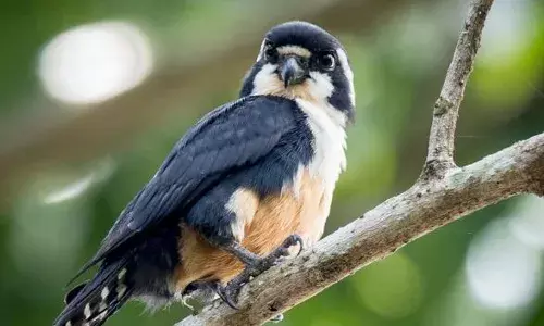सुंदर में दिखने वाली ये चिड़िया है खूंखार शिकारी, अपने से कई बड़े जीवों को देती है मात, पलक झपकते ही करती है हमला