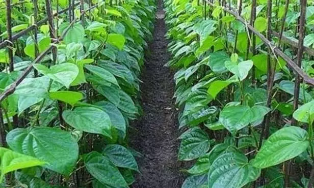 पन्ना के सलेहा क्षेत्र में किसानों की आत्म निर्भरता की प्रतीक बनी पान की खेती पन्ना के सलेहा क्षेत्र में किसानों की आत्म निर्भरता की प्रतीक बनी पान की खेती
