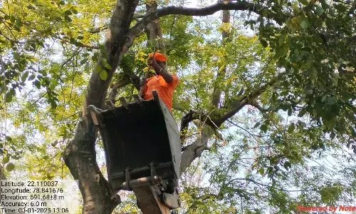 सड़क तक फैली पेड़ों की डालियां, बन रही हादसों की वजह, ११० किमी में छटाई शुरू सड़क तक फैली पेड़ों की डालियां, बन रही हादसों की वजह, ११० किमी में छटाई शुरू