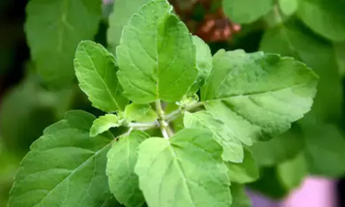 अगर आप भी हैं इन समस्याओं से परेशान, तो तुलसी के पत्ते खाना हो सकता है आपके लिए फायदेमंद अगर आप भी हैं इन समस्याओं से परेशान, तो तुलसी के पत्ते खाना हो सकता है आपके लिए फायदेमंद