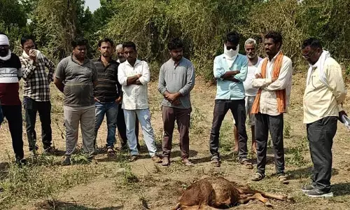 तेंदुए ने किया मवेशियों के झुंड पर हमला, 2 बछड़ों का किया शिकार