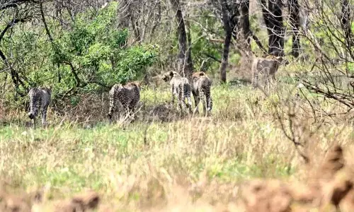 गामिनी और चार शावकों को बाड़े से छोड़ा, सीएम मोहन यादव बोले - मध्यप्रदेश पर्यटन के लिए एक और गौरव का क्षण