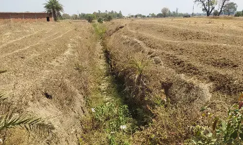 नहर है लेकिन पानी नहीं, रबी की फसल नहीं ले पा रहे किसान नहर है लेकिन पानी नहीं, रबी की फसल नहीं ले पा रहे किसान
