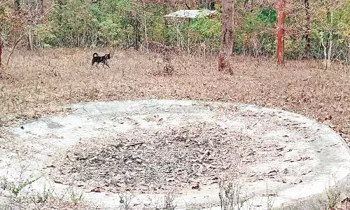 कृत्रिम जलाशय खाली : प्यास से व्याकुल वन्यजीव कर रहे गांवों का रुख