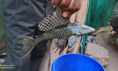 गड़चिरोली के मछुआरों को मिली दुर्लभ सकरमाऊथ कैटफिश