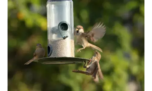 विश्व गौरैया दिवस के मौके पर जहां गौरैया वहां घोसला और फीडर पॉट रखने की अपील