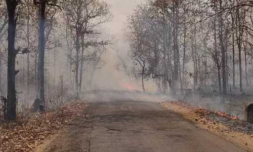 गडचिरोली के आलापल्ली-वेलगुर मार्ग से सटे वनों में लगी आग