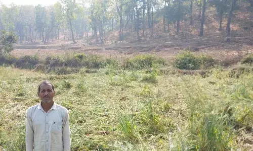 ब्यौहारी पहुंचा दर्जन भर हाथियों का समूह