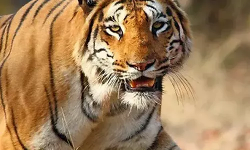 बाघ शिकार के अंतरराष्ट्रीय गिरोह की जांच के बाद वनविभाग ने कोर्ट में दायर की चार्जशीट