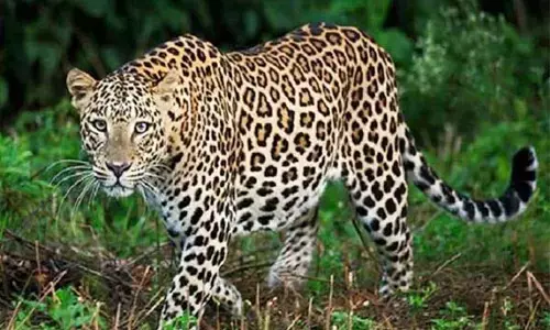 जंगलों में नागरिकों की दखलअंदाजी बढ़ी तो वन्यजीवों ने किया गांवों का रूख