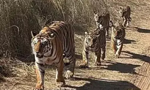 बाघिन पी-१४१ का शावक एक सप्ताह से लापता, खोजने में जुटा पीटीआर का अमला