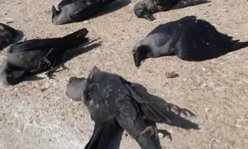 पाटोदा, शिरुर में 29 कौओं की मौत, 2 दिन में भोपाल से आएगी रिपोर्ट पाटोदा, शिरुर में 29 कौओं की मौत, 2 दिन में भोपाल से आएगी रिपोर्ट