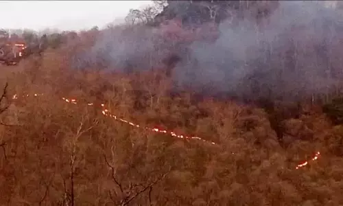 उत्तर वनमण्डल व पन्ना टाइगर रिजर्व बफर जोन के जंगल में लगी आग उत्तर वनमण्डल व पन्ना टाइगर रिजर्व बफर जोन के जंगल में लगी आग