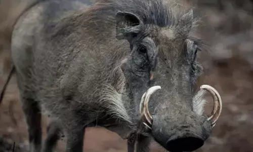 अमरावती में जंगली सुअरों के लिए बिछाए देसी बम से फटा गाय का जबड़ा अमरावती में जंगली सुअरों के लिए बिछाए देसी बम से फटा गाय का जबड़ा