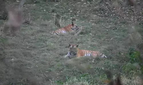 वन क्षेत्र भोजपुर से 2 टाइगर्स को रेस्क्यू कर सतपुड़ा टाइगर रिजर्व भेजा गया वन क्षेत्र भोजपुर से 2 टाइगर्स को रेस्क्यू कर सतपुड़ा टाइगर रिजर्व भेजा गया