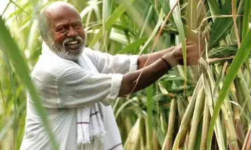 केंद्र का बड़ा दावा, गन्ना किसानों के बकाए का शत - प्रतिशत हुआ है भुगतान केंद्र का बड़ा दावा, गन्ना किसानों के बकाए का शत - प्रतिशत हुआ है भुगतान