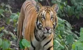 कैमरे में तो कैद हुआ लेकिन वन विभाग की पकड़ में नहीं आया आदमखोर बाघ